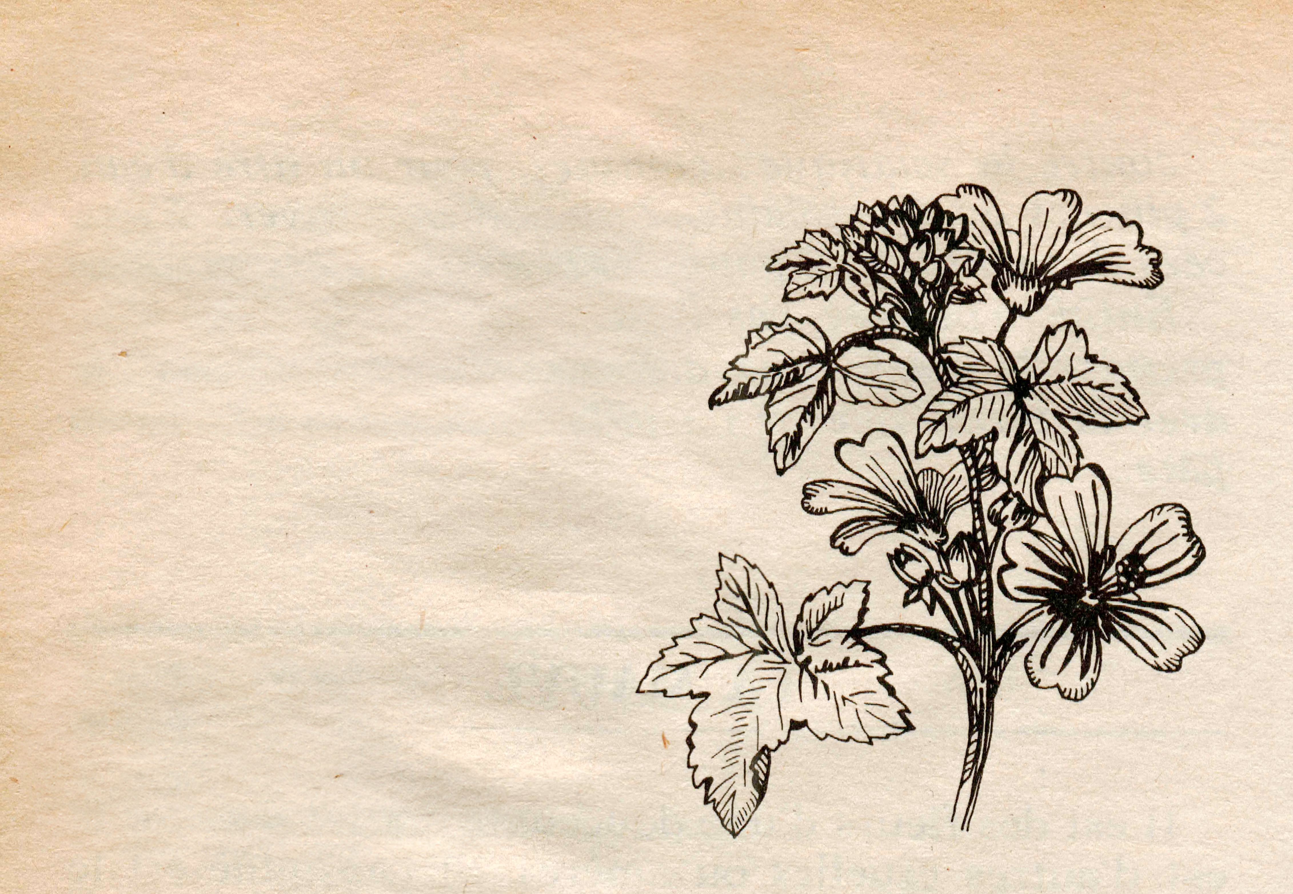 Botanic Scans — photo 5